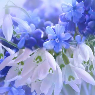 iPhone blue flower wallpaper