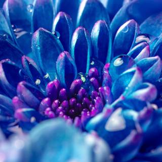 iPhone blue flower wallpaper