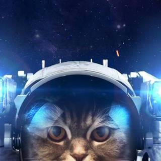 Space cat phone wallpaper