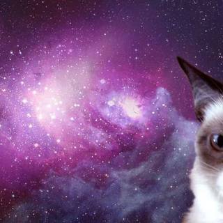 Space cat phone wallpaper