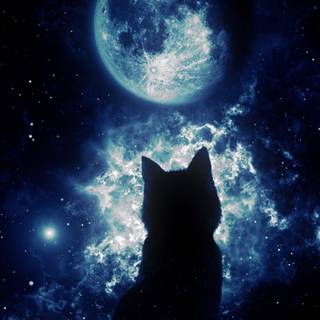 Space cat phone wallpaper