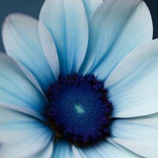iPhone blue flower wallpaper