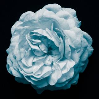 iPhone blue flower wallpaper