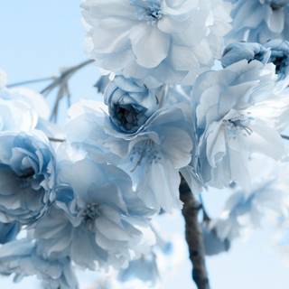 iPhone blue flower wallpaper