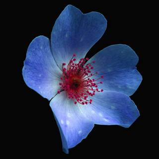 iPhone blue flower wallpaper