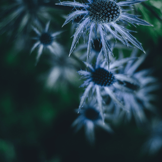 iPhone blue flower wallpaper