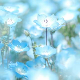 iPhone blue flower wallpaper