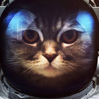 Space cat phone wallpaper