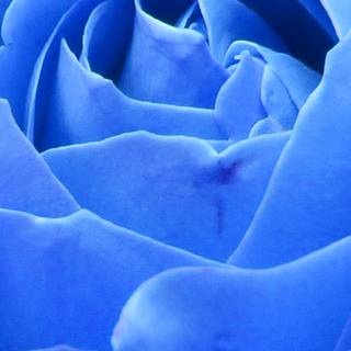 iPhone blue flower wallpaper