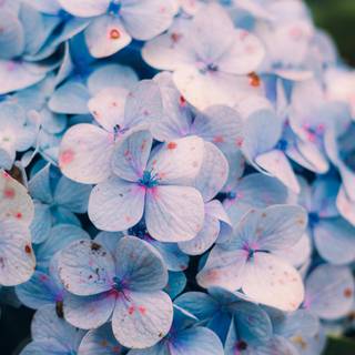 iPhone blue flower wallpaper