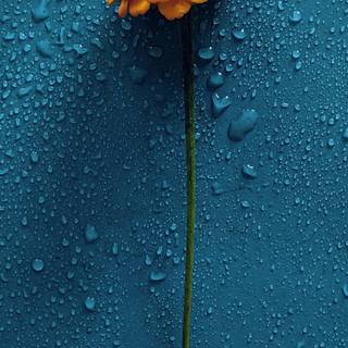 4k rain phone wallpaper