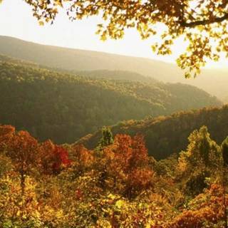 Yellowstone iPhone wallpaper