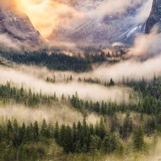 Foggy nature wallpaper