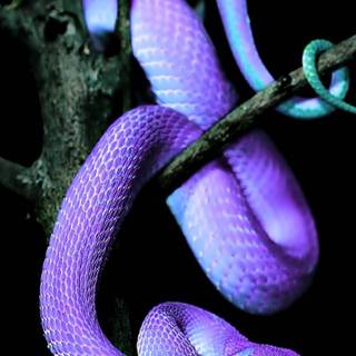 iPhone snake wallpaper