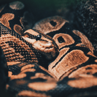 iPhone snake wallpaper