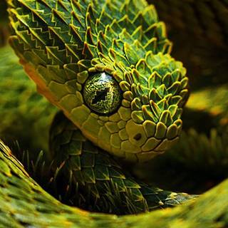 iPhone snake wallpaper