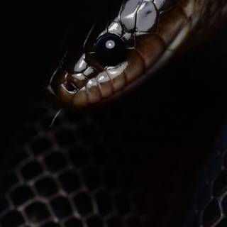 iPhone snake wallpaper