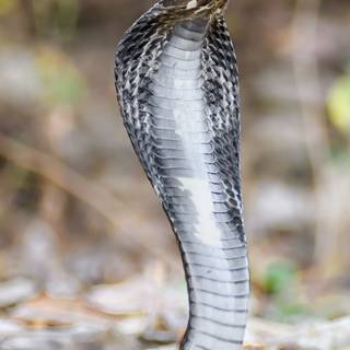 iPhone snake wallpaper