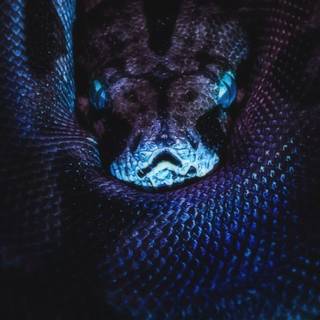 iPhone snake wallpaper