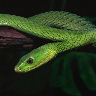 iPhone snake wallpaper