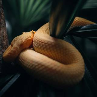 iPhone snake wallpaper