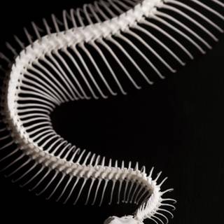 iPhone snake wallpaper