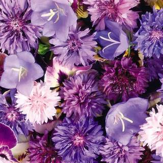 Purple flower phone wallpaper