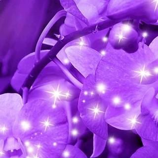Purple flower phone wallpaper