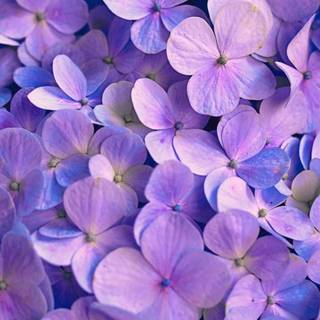 Purple flower phone wallpaper