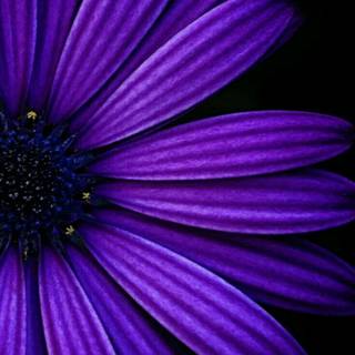 Purple flower phone wallpaper