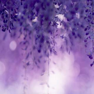 Purple flower phone wallpaper