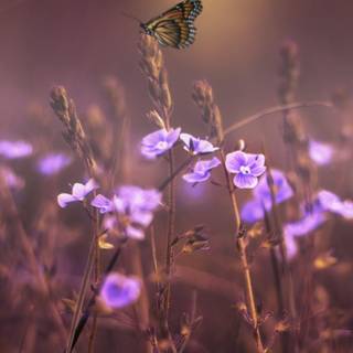 Purple flower phone wallpaper