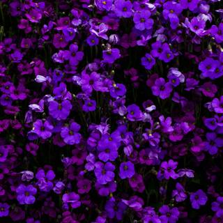 Purple flower phone wallpaper