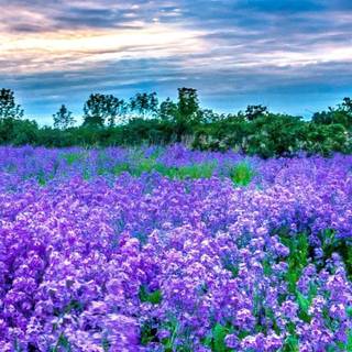 Purple flower phone wallpaper