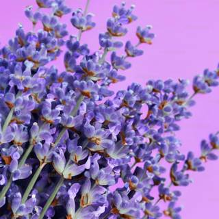 Purple flower phone wallpaper