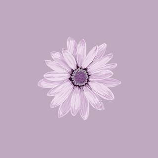 Purple flower phone wallpaper