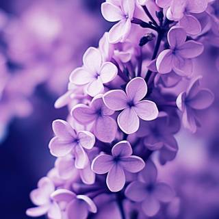Purple flower phone wallpaper