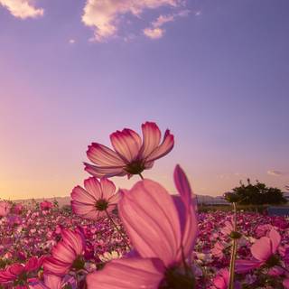 Purple flower phone wallpaper