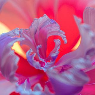 Purple flower phone wallpaper