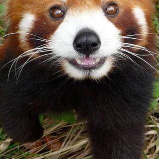 Red panda iPhone wallpaper