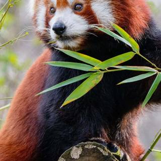 Red panda iPhone wallpaper