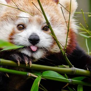 Red panda iPhone wallpaper