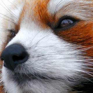 Red panda iPhone wallpaper