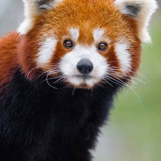 Red panda iPhone wallpaper