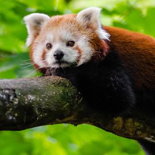 Red panda iPhone wallpaper