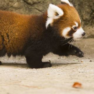 Red panda iPhone wallpaper