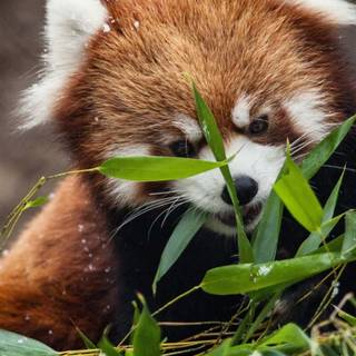 Red panda iPhone wallpaper
