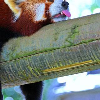 Red panda iPhone wallpaper