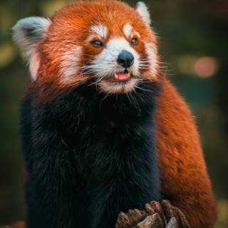 Red panda iPhone wallpaper