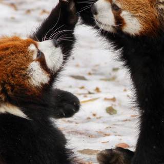 Red panda iPhone wallpaper